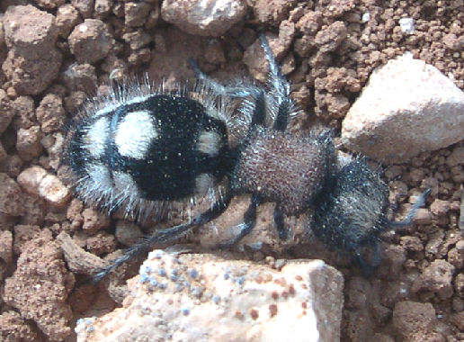 Imenotteri Mutillidae